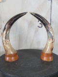 2 Carved Horns on Bases (ONE$) TAXIDERMY