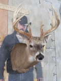 Heavy 15 Pt Whitetail Sh Mt TAXIDERMY
