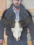 Cape Buffalo Skull TAXIDERMY