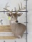 Whitetail Wall Pedestal TAXIDERMY