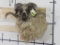 Nice Arapawa Sheep Sh Mt TAXIDERMY