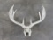 11 Pt Whitetail Rack TAXIDERMY
