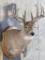 Nice/Heavy 14Pt Whitetail Sh Mt on Plaque TAXIDERMY