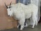 Nice Lifesize Mountain Goat *No Base* *Reproduction Horns* TAXIDERMY
