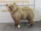Vintage Lifesize Brown Bear on Bolts TAXIDERMY