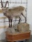 Lifesize Ibex on Nice Base -Newer Taxidermy TAXIDERMY