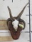 Jacob's 4 Horn Sheep Skull on Nice Plaque TAXIDERMY