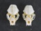 2 Mink Skulls w/All Teeth (ONE$) TAXIDERMY