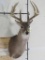 Nice 10pt Whitetail Sh Mt TAXIDERMY