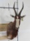 Bontebok Sh Mt *TX RES ONLY* TAXIDERMY