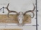 Mule Deer Skull w/20.5