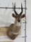 Bushbuck Sh Mt TAXIDERMY