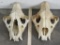 2 Partial Lion Skulls (Uppers) w K-9 Teeth(ONE$) *TX RES ONLY* TAXIDERMY