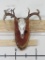 8Pt Whitetail Skull on Plaque TAXIDERMY
