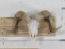 Sheep Skull TAXIDERMY