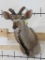 Kudu Sh Mt Ready for your Horns TAXIDERMY
