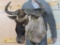 Vintage Wildebeest Sh Mt TAXIDERMY