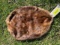 New Beaver , soft tanned, 31 inches long x 20 inches wide, excellent taxidermy , log cabin decor