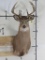 9Pt Whitetail Sh Mt TAXIDERMY