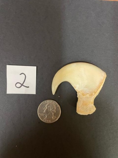 large African lion dew claw. 3 inches around the curve *TX RES ONLY* TAXIDERMY