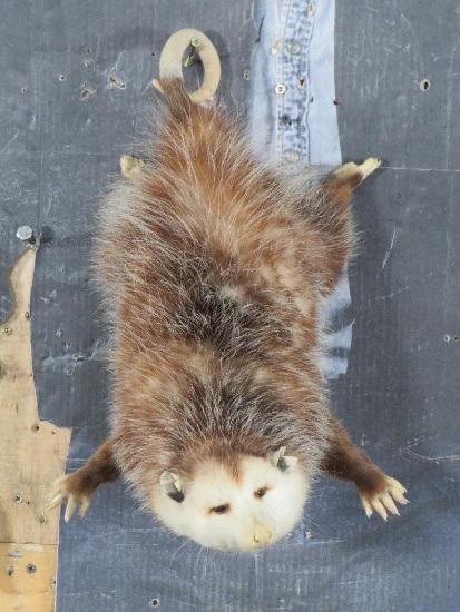 Lifesize Opossum TAXIDERMY