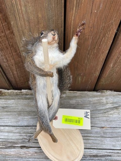 Pole dancing squirrel, looking for tips! 13 inches tall, NEW taxidermy