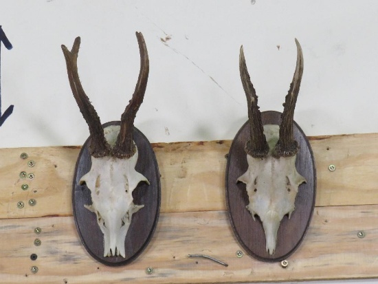 2 Roe Deer Euros on Plaques (ONE$) TAXIDERMY