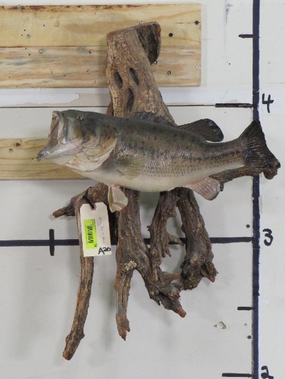 Vintage Bass Fish Mt on Natural Wood TAXIDERMY