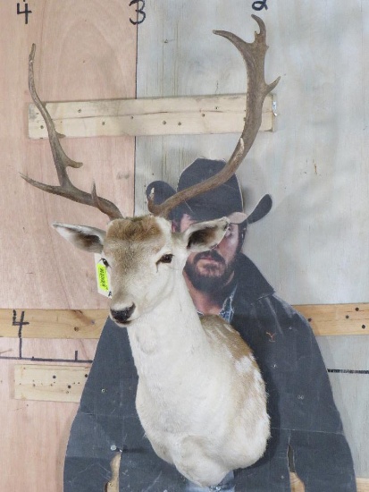 Spotted Fallow Sh Mt TAXIDERMY