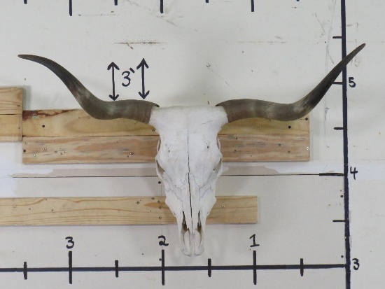 Natural Longhorn Skull 40 34/4" Spread TAXIDERMY