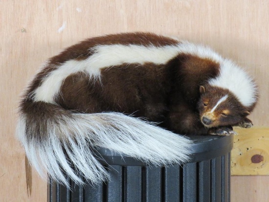 Lifesize Sleeping Skunk TAXIDERMY