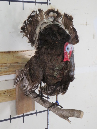 Lifesize Strutting Turkey On limb TAXIDERMY