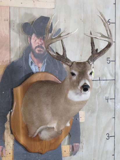 Nice 12 Pt Whitetail on Plaque TAXIDERMY