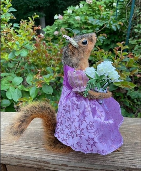 Beautiful, fairy tale Squirrel, Rapunzel, all dressed up, 11 inches tall, excellent NEW, taxidermy ,
