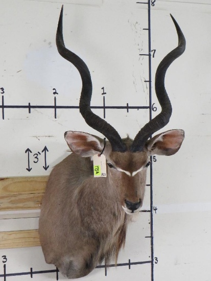 Kudu Sh Mt w/Removable Horns TAXIDERMY