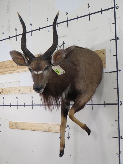 1/2 Body Nyala w/Removable Horns TAXIDERMY