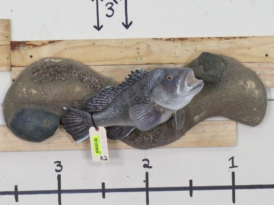 Nice Black Sea Bass on Water Scene TAXIDERMY