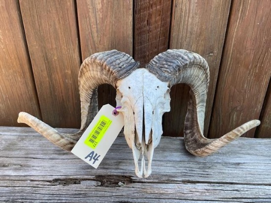 Corsican Ram skull, with Big horns, 29 1/2 & 30 inches long with a 20 inch spread at horn tips excel