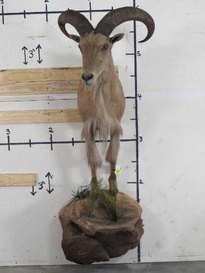 1/2 Body Aoudad TAXIDERMY