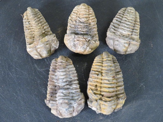5 Natural Moroccan Trilobite Fossil Specimens from Devonian Era ROCKS/FOSSILS/MINERALS