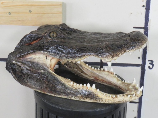 Big Nice/New Gator Head TAXIDERMY