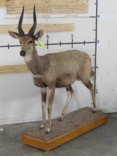 Lifesize Bushbuck on Base by Jonas Brothers TAXIDERMY