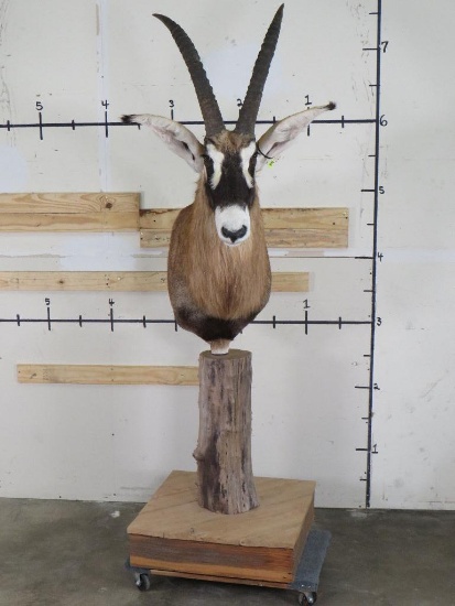 Very Nice Roan on Natural Wood Pedestal TAXIDERMY