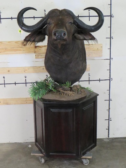 Cape Buffalo Pedestal w/38" Spread TAXIDERMY