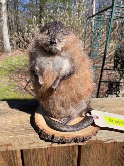 New taxidermy, Lifesize Muskrat, on wood base 9 1/2 inches tall X 8 1/2 inches wide great log cabin