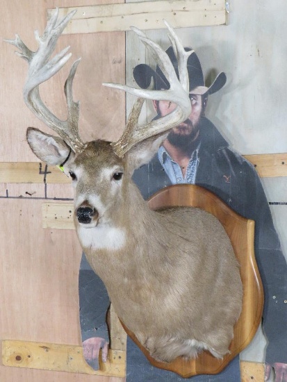 Nice/Heavy 17 Pt Whitetail Sh Mt on Plaque TAXIDERMY