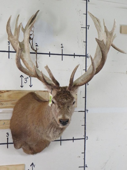 XXL Very Nice Red Stag w/26 Pts!!!! TAXIDERMY