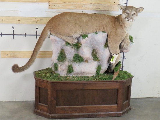 Lifesize Mountain Lion On Base w/Wheels, Cat is Removable TAXIDERMY