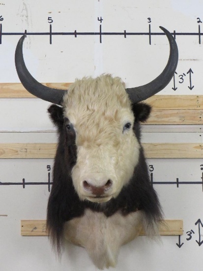 Rare Yak Sh Mt TAXIDERMY