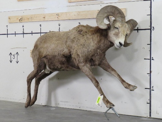 Lifesize Bighorn Sheep w/Real Horns *No base TAXIDERMY